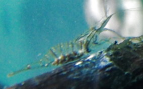 Transparent Prawn (Shrimp) - Palaemon sp.