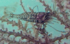 Transparent Prawn (Shrimp) - Palaemon sp.