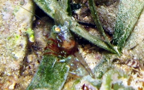 Red Night Shrimp - Cinetorhynchus manningi