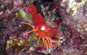 Red Night Shrimp - Cinetorhynchus manningi