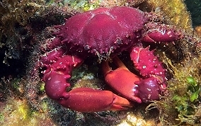 Red Ridge Clining or Yellow Coral Crab - Mithrax forceps