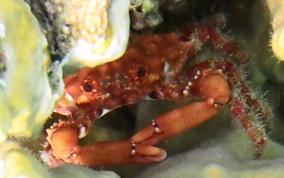 Red Ridge  Clining or Yellow Coral Crab - Mithrax forceps