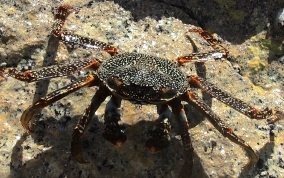 Sally Lightfoot Crab - Grapsus grapsus