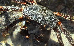 Sally Lightfoot Crab - Grapsus grapsus