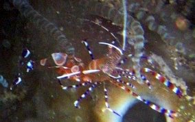 Spotted Cleaner Shrimp - Periclimenes yucatanicus 