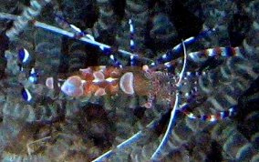 Spotted Cleaner Shrimp