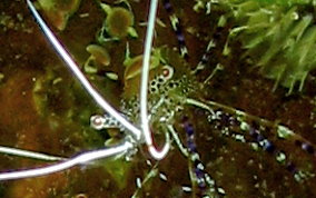 Spotted Cleaner Shrimp - Periclimenes yucatanicus 