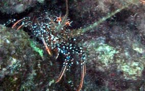 Spotted Spiny Lobster