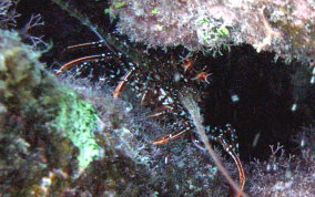 Spotted Spiny Lobster - Panulirus guttatus