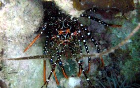 Spotted Spiny Lobster - Panulirus guttatus