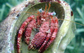 Stareye Hermit Crab