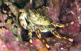 Tidal Spray Crab - Plagusia depressa