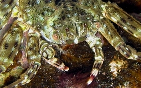 Tidal Spray Crab - Plagusia depressa