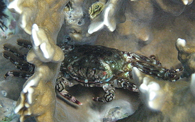 Tidal Spray Crab - Plagusia depressa