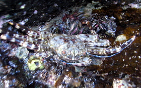 Tidal Spray Crab - Plagusia depressa