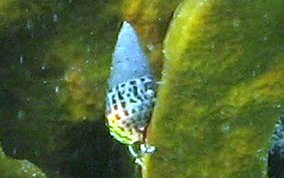 Tri-Colored Hermit Crab - Clibanarius tricolor