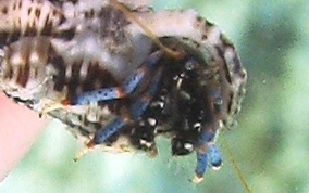 Tri-Colored Hermit Crab - Clibanarius tricolor