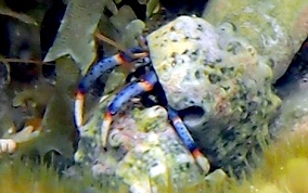 Tri-Colored Hermit Crab - Clibanarius tricolor