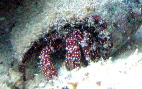 White Speckled Hermit Crab - Paguristes punticeps 