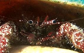 White Speckled Hermit Crab - Paguristes punticeps 