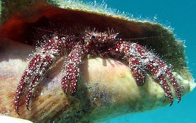 White Speckled Crab