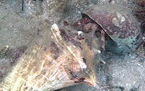 White Speckled Hermit Crab - Paguristes punticeps 