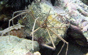 Yellowline Arrow Crab - Stenorhynchus seticornis