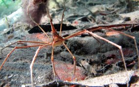 Yellowline Arrow Crab - Stenorhynchus seticornis