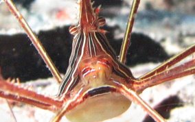 Yellowline Arrow Crab - Stenorhynchus seticornis