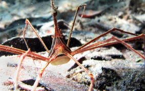 Yellowline Arrow Crab