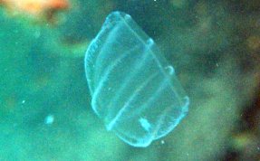 Flattened Helmet Comb Jelly - Beroe ovata