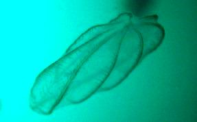 Flattened Helmet Comb Jelly - Beroe ovata