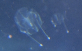 Comb Jelly - Sea Gooseberry - Euplakamis sp.