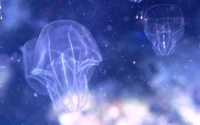 Comb Jelly - Sea Walnut- Mnemiopsis mccradyi