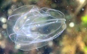 Sea Walnut -  Mnemiopsis mccradyi 