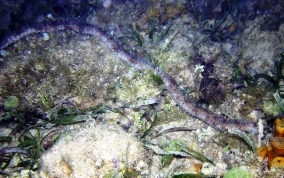 Beaded Sea Cucumber - Euapta lappa