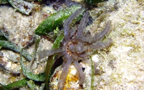 Beaded Sea Cucumber - Euapta lappa