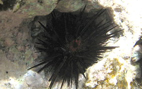 Rock Boring Urchin - Echinometra lucunter lucunter