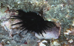 Rock Boring Urchin - Echinometra lucunter lucunter