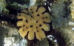 Spiny Leather Brittle Star - Ophiocoma echinata