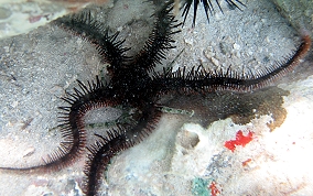 Red Brittle Star - Ophiocoma wendti