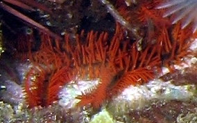 Red Brittle Star - Ophiocoma wendti