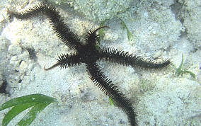 Blunt-Spined Brittlestar