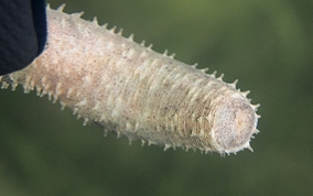 Burrowing Sea Cucumber - Holothuria arenicola