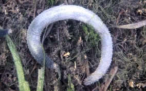 Burrowing Sea Cucumber - Holothuria arenicola