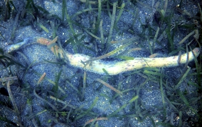 Burrowing Sea Cucumber - Holothuria arenicola