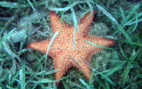 Cushion Sea Star - Oreaster reticulatus 