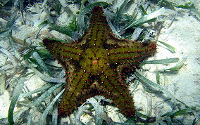 Cushion Sea Star - Oreaster reticulatus 