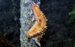 Cushion Sea Star - Oreaster reticulatus 