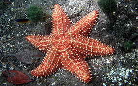 Cushion Sea Star - Oreaster reticulatus 